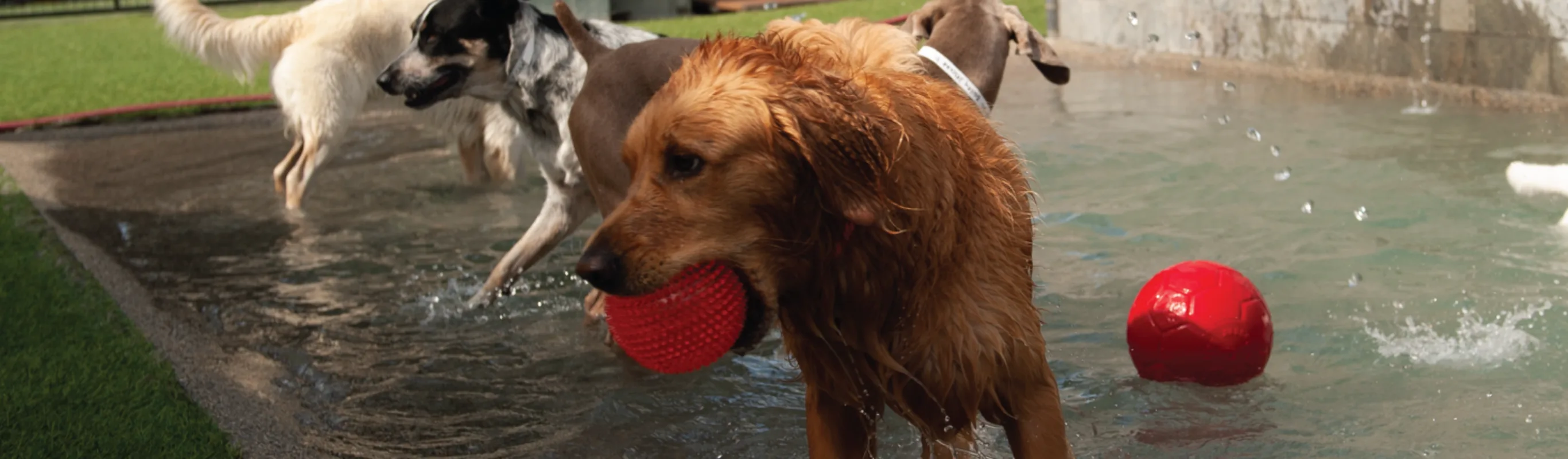 Dog in pool playing